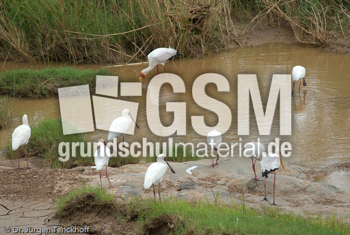 Schmalschnabellöffler (1 von 4).jpg